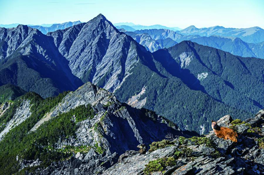 Photography not only records species' activities but also bears witness to Taiwan's years of conservation achievements. (Pictured: Formosan Serow)